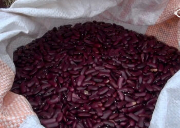 Kidney beans become lucrative crop for farmers in Lumang Gewog despite wildlife challenges
