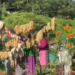 Revival of natural dyeing practice in Phuentshogling