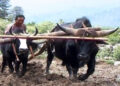 New Bill proposes cattle tax exemption for farmers