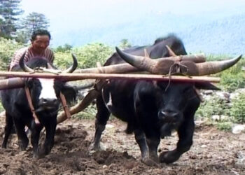 New Bill proposes cattle tax exemption for farmers