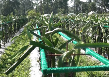 Dragon fruit gains popularity as mass cultivation expands across districts