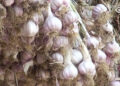 Farmers call for garlic curing facilities and market support, Trashigang