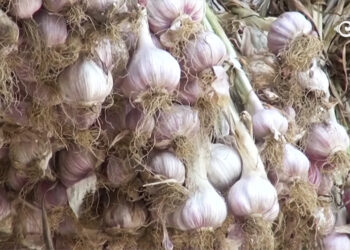 Farmers call for garlic curing facilities and market support, Trashigang