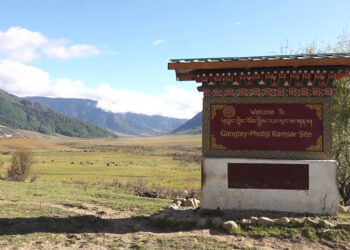 Efforts underway to save Black-Necked Cranes’ habitat, Gangtey-Phobji Ramsar site