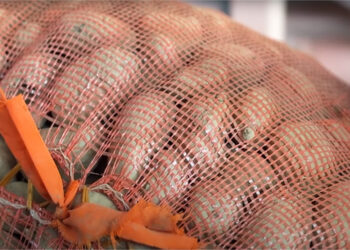 Farmers fetch record-high price of Nu 60 per kg for potatoes at Phuentshogling FCB