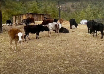 Paro’s new shelter initiative addresses stray animal challenges