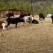 Paro’s new shelter initiative addresses stray animal challenges