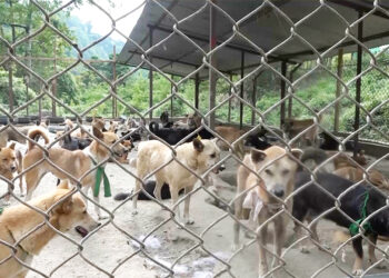 Sarpang takes action to control stray dogs and combat rabies