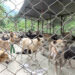 Sarpang takes action to control stray dogs and combat rabies