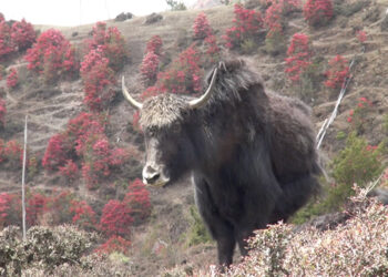 MoAL allocates Nu 180.5 M to boost yak population