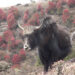 MoAL allocates Nu 180.5 M to boost yak population