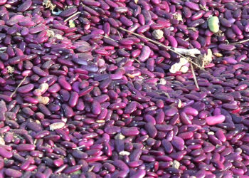 Kidney beans, reliable and profitable source of income for farmers in Gomdar Gewog