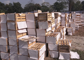 Local sawmills solve orange packaging box shortage