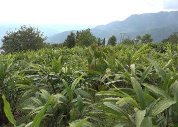 Cardamom prices surge, boosting farmers’ livelihoods in Tshotshalu village, Samdrup Jongkhar