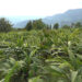 Cardamom prices surge, boosting farmers’ livelihoods in Tshotshalu village, Samdrup Jongkhar