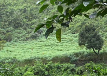 Farmers in Goishing-Ridzommo turn to cassava for income, Pema Gatshel