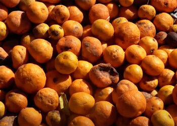 Citrus fruit drop threatens orange yield, farmers unite to combat infestation