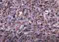 Farmers benefit from rising cardamom prices in Khangma Chiwog, Pema Gatshel