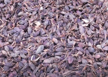 Farmers benefit from rising cardamom prices in Khangma Chiwog, Pema Gatshel