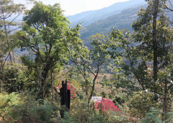 Unidentified predator attacks goats in Dogaag Chiwog, Dagana