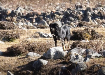Feral dog attacks threaten sheep rearing in Sakteng Gewog