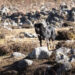 Feral dog attacks threaten sheep rearing in Sakteng Gewog