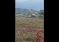 Tashichhoeling farmers struggle with elephant destruction, demand intervention