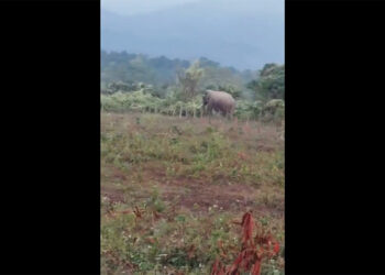 Tashichhoeling farmers struggle with elephant destruction, demand intervention