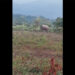 Tashichhoeling farmers struggle with elephant destruction, demand intervention