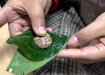 Areca nut use hits 60% in Bhutan, raising health concerns