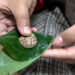 Areca nut use hits 60% in Bhutan, raising health concerns