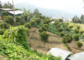 Two years on, Tsirang’s organic agriculture hub thrives