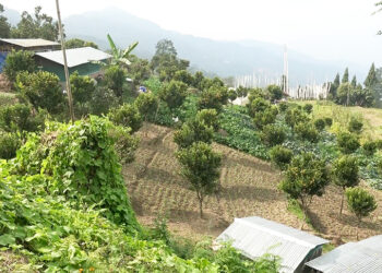 Two years on, Tsirang’s organic agriculture hub thrives