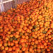 Local sawmills solve orange packaging box shortage