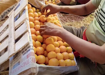 Orange yield in Samdrup Jongkhar continues to thrive, exports increase