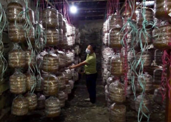 Bazor Vegetable Group ventures into oyster mushroom farming