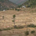 Delayed winter crop cultivation in Punakha’s Bjimithang Chiwog due to water shortage