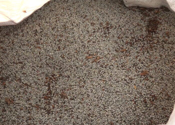 Perilla (Zhimtsi) cultivation in Bazor Village disappearing, Samdrup Jongkhar