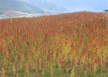 Value addition and food product development training to encourage large-scale quinoa cultivation