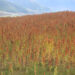 Value addition and food product development training to encourage large-scale quinoa cultivation