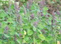 Sergithang farmers revive quinoa cultivation with renewed hope