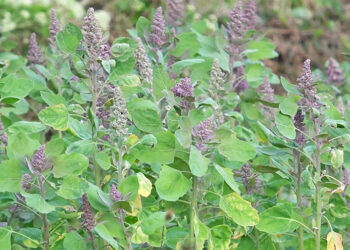 Sergithang farmers revive quinoa cultivation with renewed hope