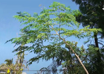 Moringa leaves become new source of income for Langchenphu farmers