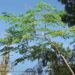 Moringa leaves become new source of income for Langchenphu farmers
