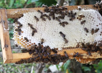 Beekeeping gains momentum in Jangchhogling village