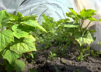 Yebisa farmers shift to cucumber farming amid climate challenges, Punakha