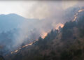 Over Nu 700,000 fined for forest fires in three years
