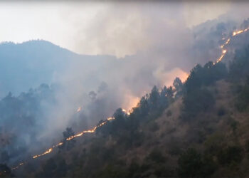 Over Nu 700,000 fined for forest fires in three years