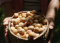 Hazelnut production doubles in 2024, growers rewarded