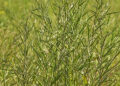 Lack of oil extraction machine hampers Dagana’s mustard growers